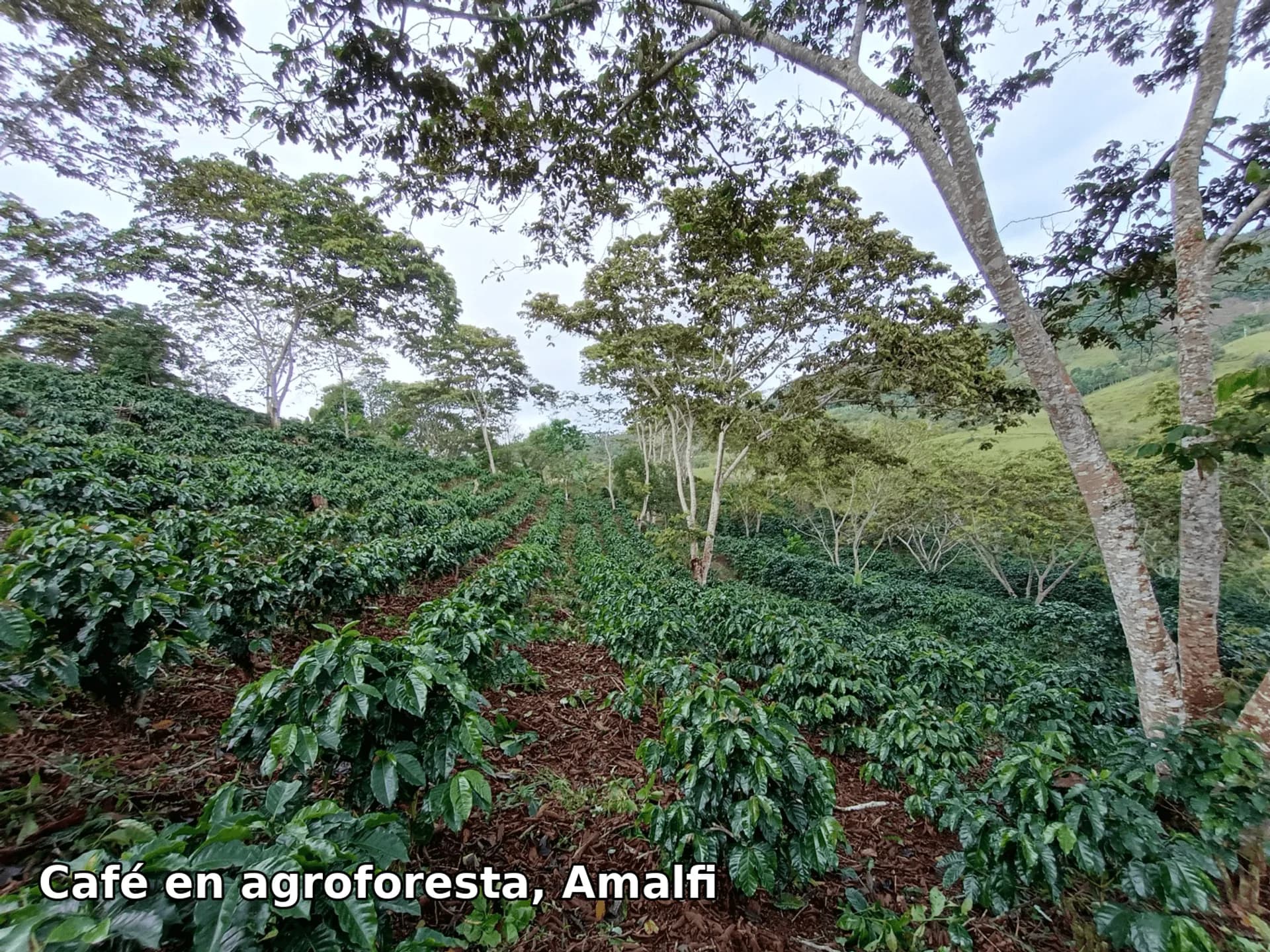 Café en agroforesta, Amalfi