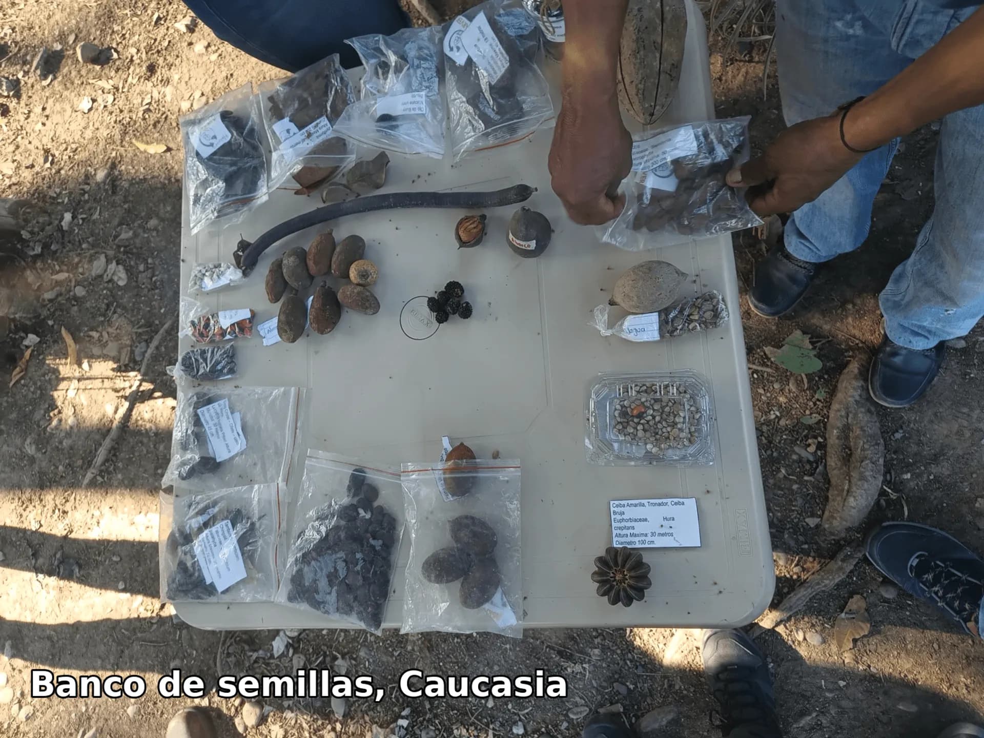 Banco de semillas, Caucasia