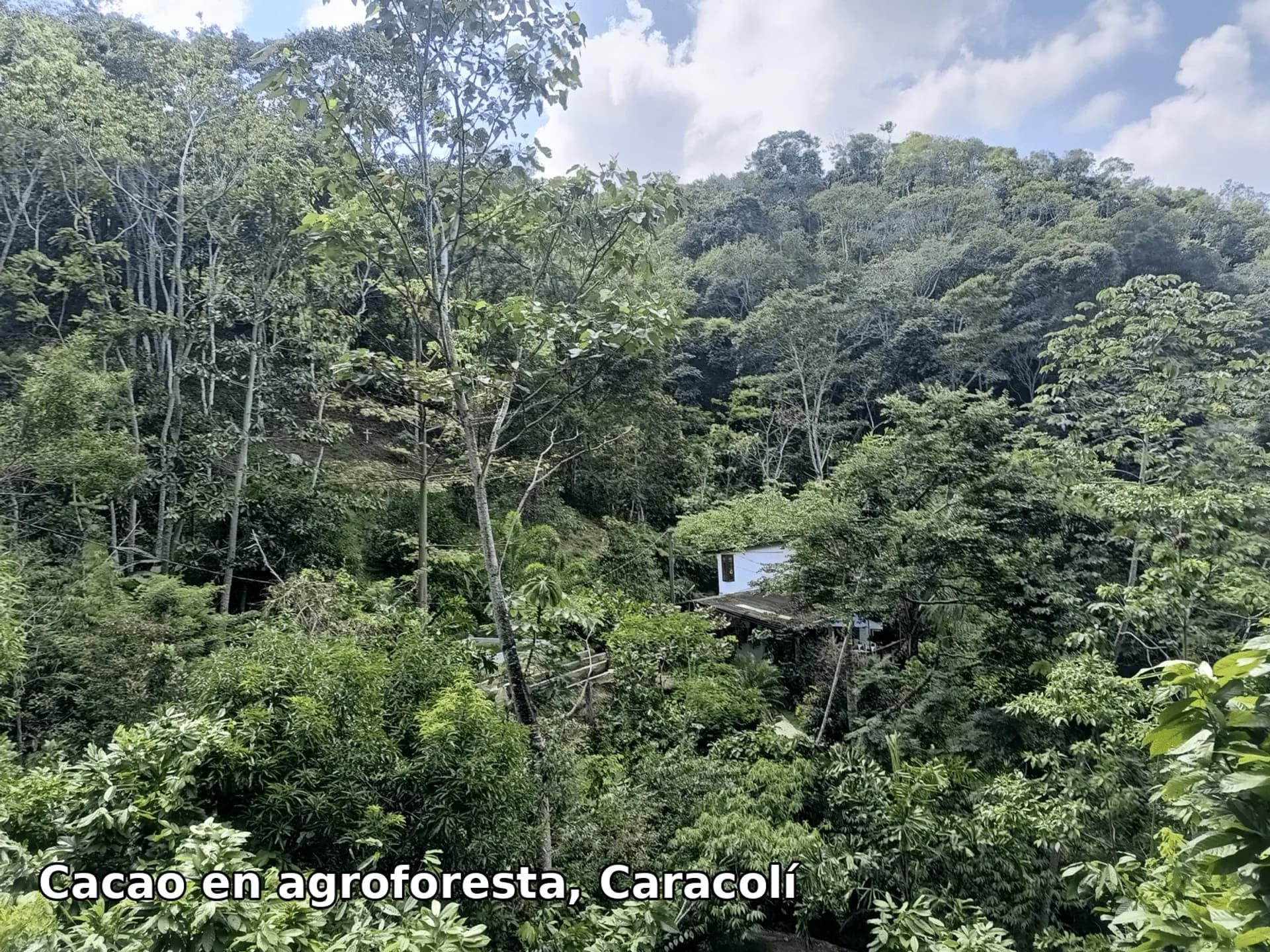 Cacao en agroforesta, Caracolí