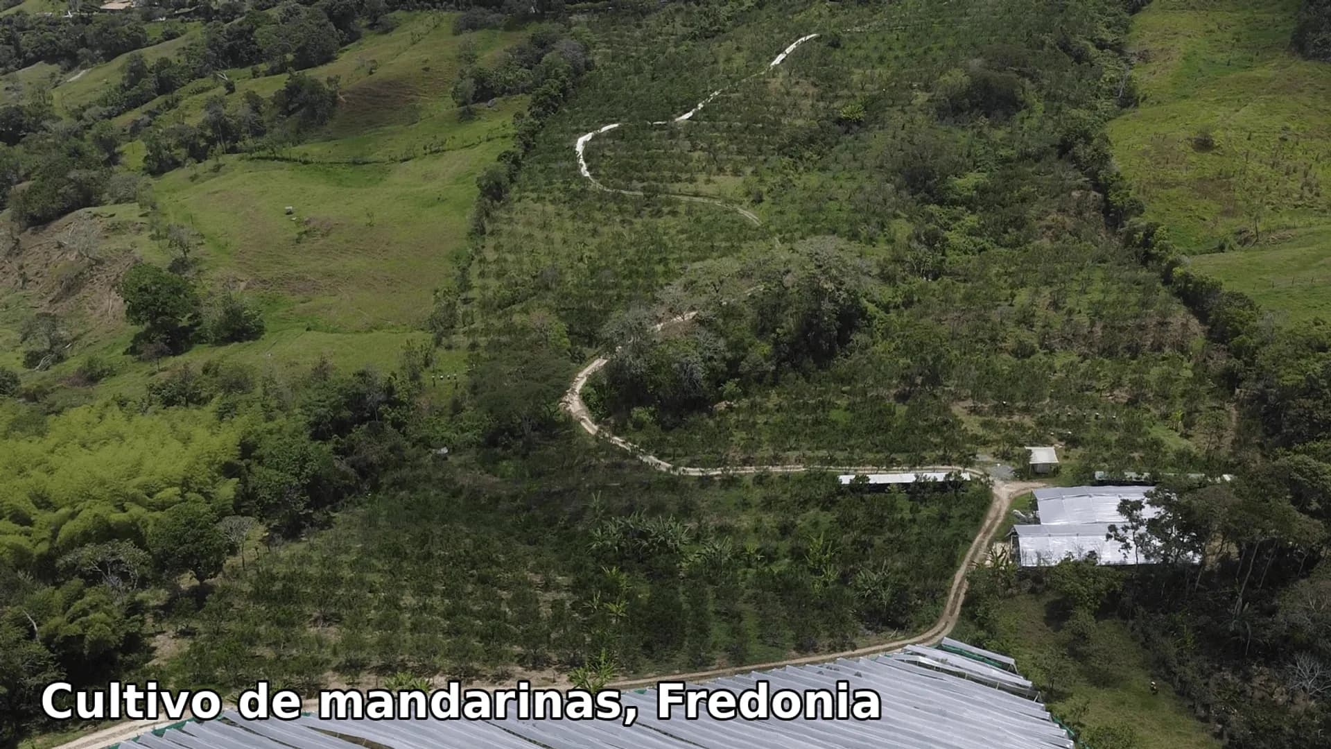 Cultivo de mandarinas, Fredonia
