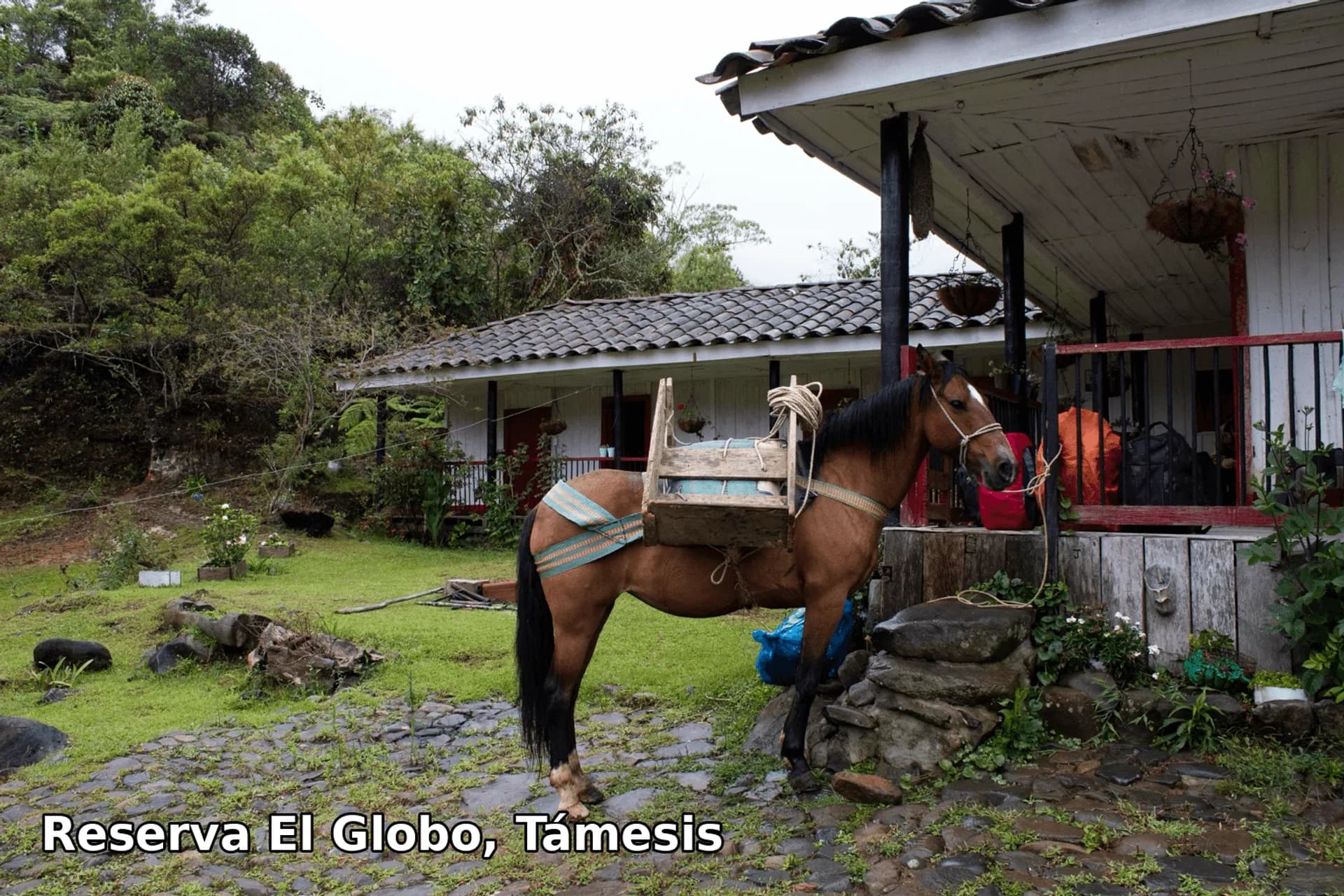 Reserva El Globo, Támesis