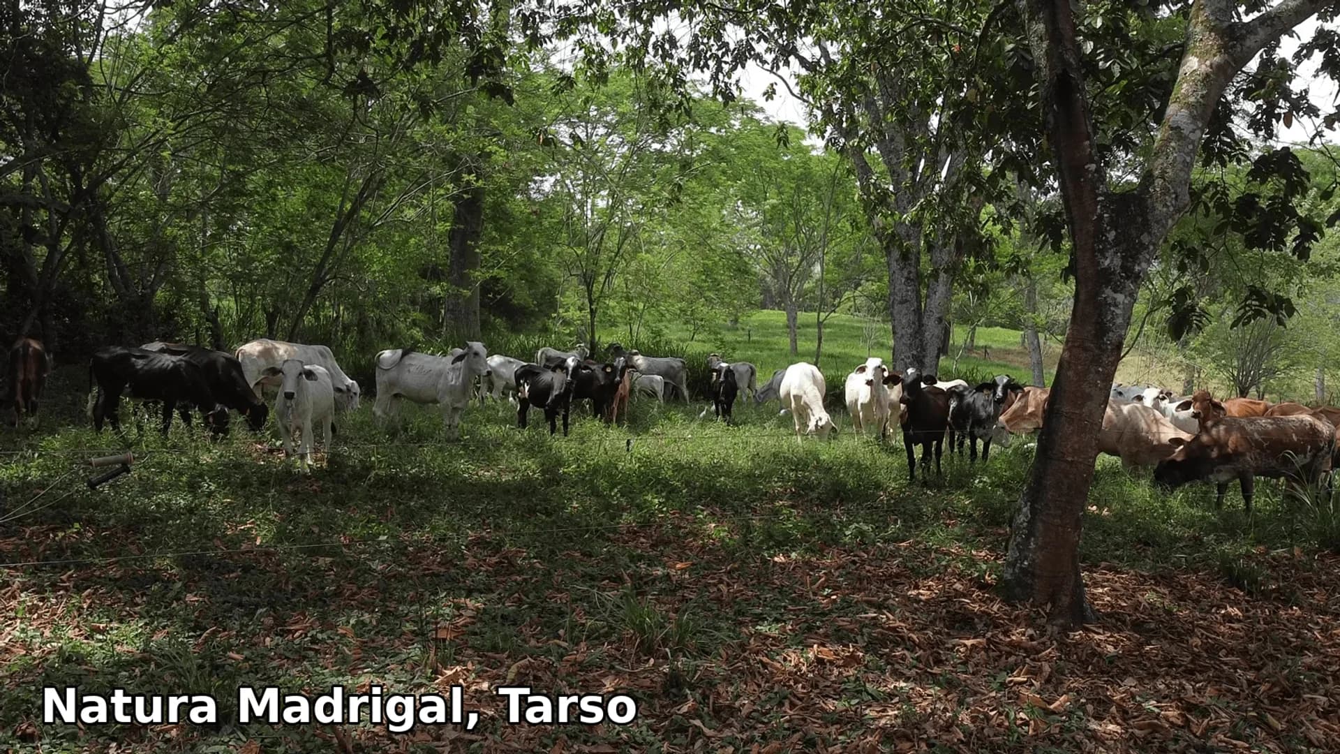 Natura Madrigal, Tarso